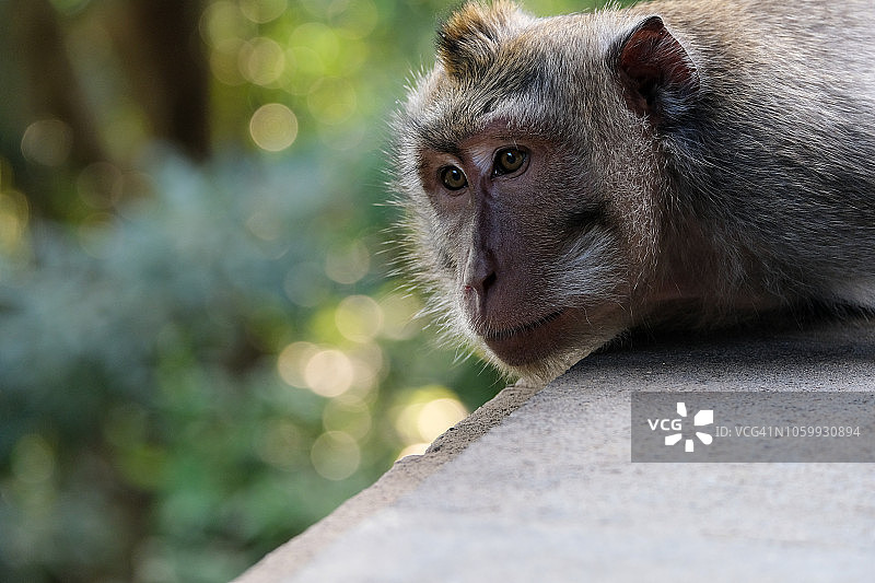 乌布猴子森林图片素材