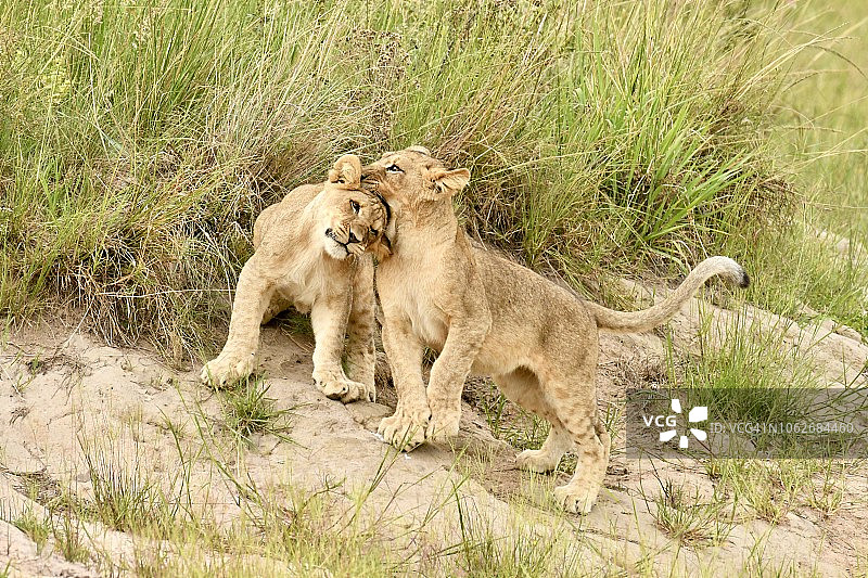 两只小野狮在南非一起玩耍图片素材