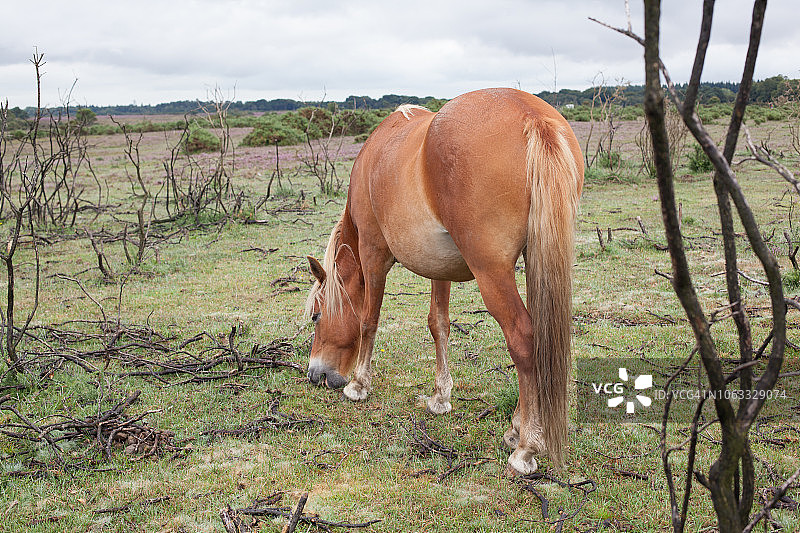 田野里的马，英国的野生动物图片素材