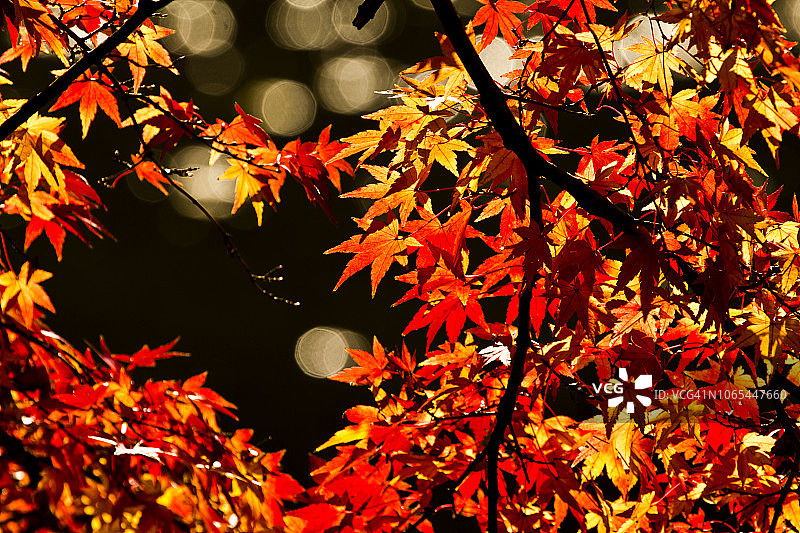 东京大自然中五彩缤纷的秋叶图片素材