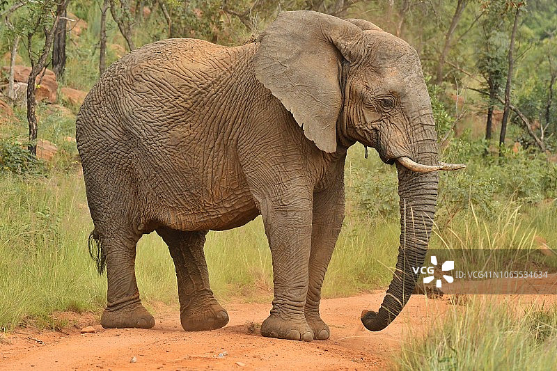 南非公路上的野生大型非洲象图片素材