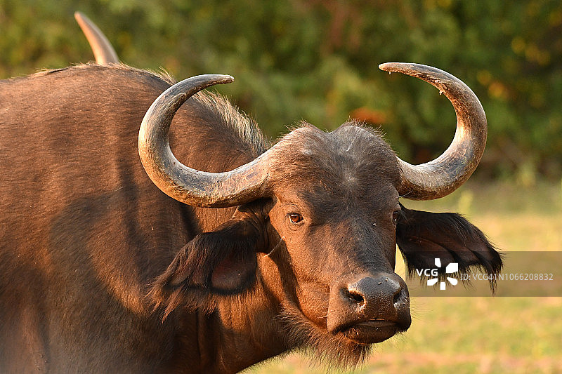 非洲水牛南非成年有角的公牛图片素材