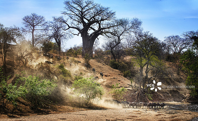 津巴布韦，马纳池，奇塔克泉的水牛角和猴面包树图片素材