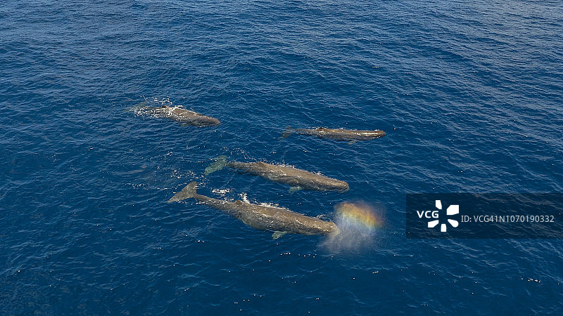 一群抹香鲸吹着彩虹图片素材