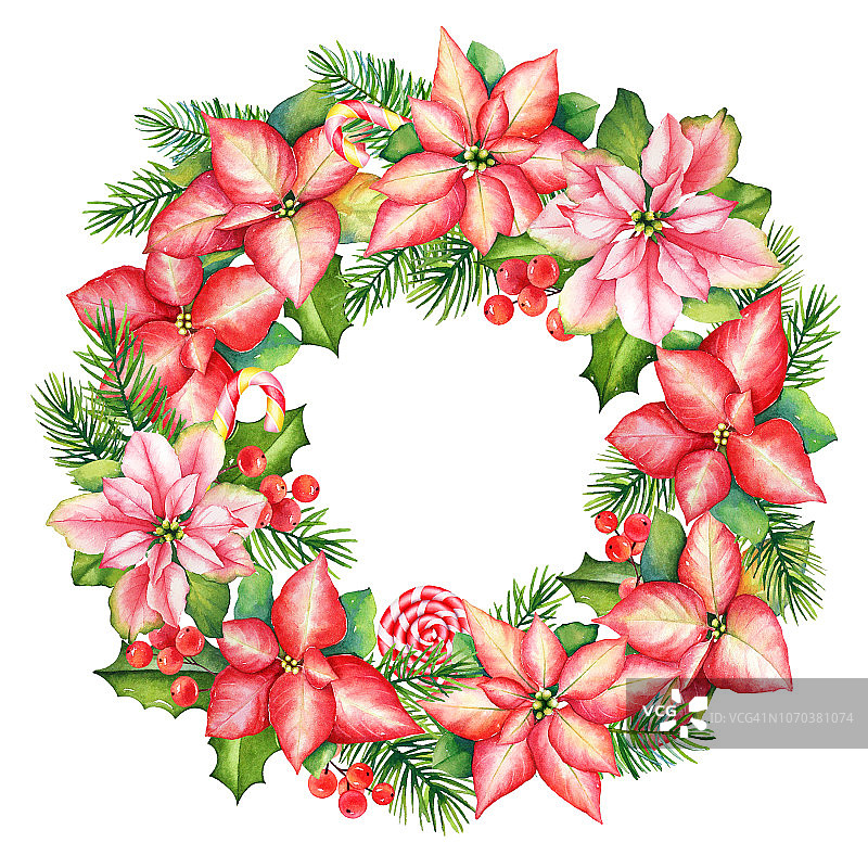 水彩花环从手绘红色和粉红色的一品红花，松树和冬青枝与浆果在白色的背景图片素材
