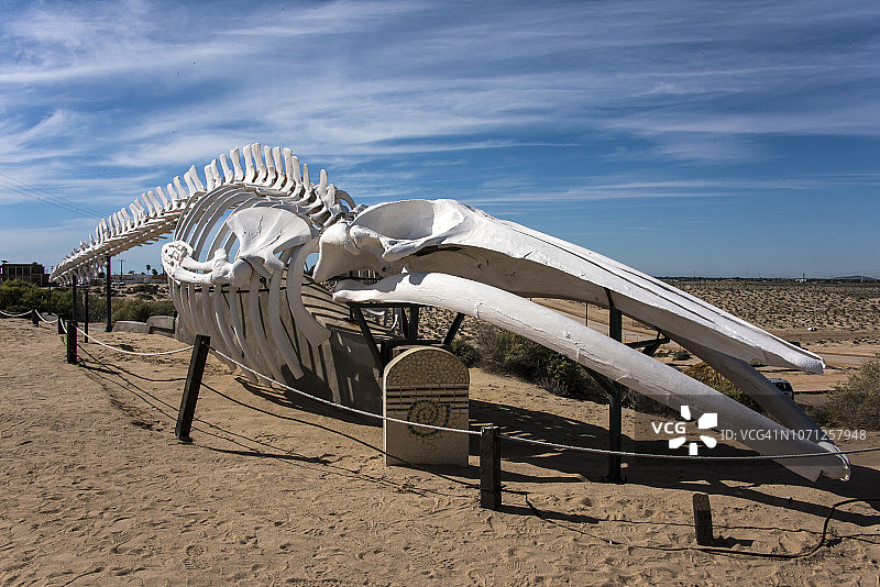 鳍鲸的骨架图片素材