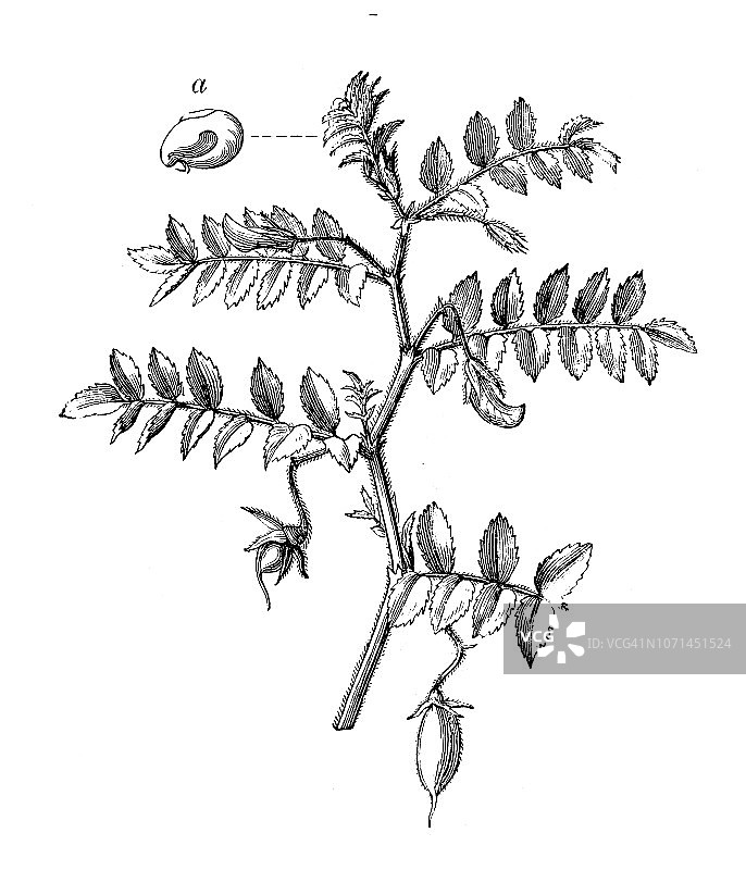 植物学植物古董雕刻插图:鹰嘴豆(Cicer aritinum)图片素材