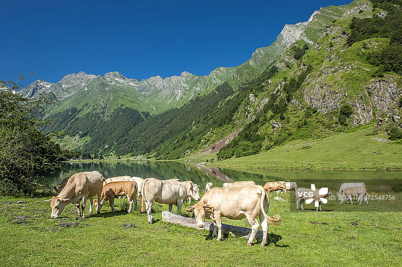 法国，比利牛斯国家公园，Val d'Azun，奶牛在lac d'Estaing(1,160米)图片素材