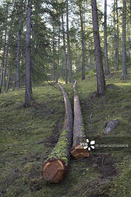 在森林里，砍下的树干留在了地上图片素材