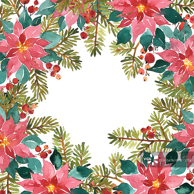 圣诞装饰用的一品红、云杉和圣莓的水彩排列图片素材