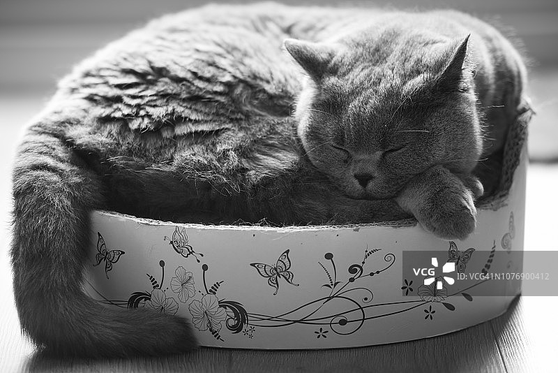 黑白英国短毛猫蜷缩在猫床上睡觉图片素材