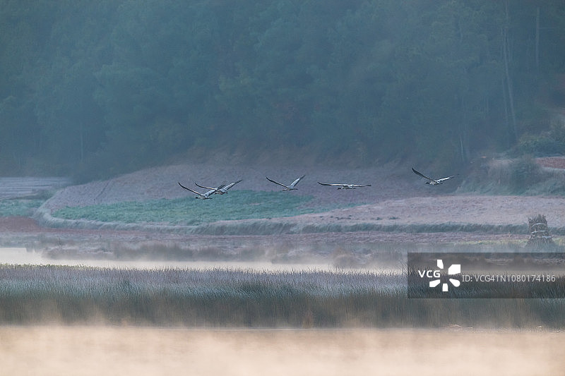 雾中的黑颈鹤图片素材