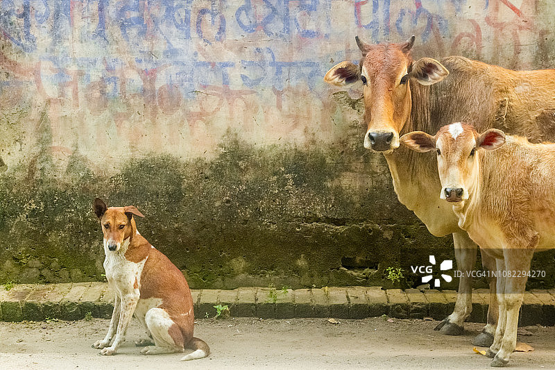 印度家养流浪动物图片素材