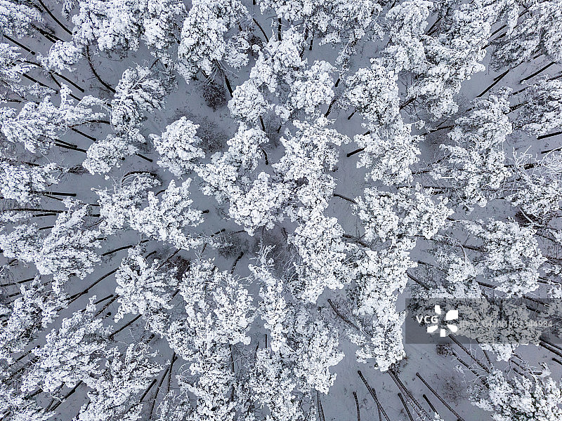 冬季森林。从无人机。图片素材