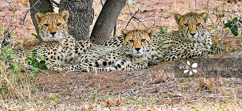 南非的三只野生猎豹图片素材