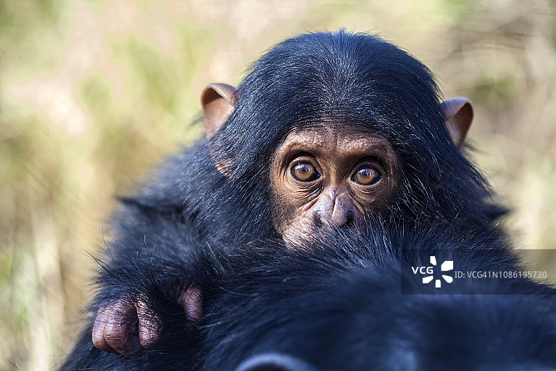 黑猩猩宝宝躲在妈妈背后图片素材