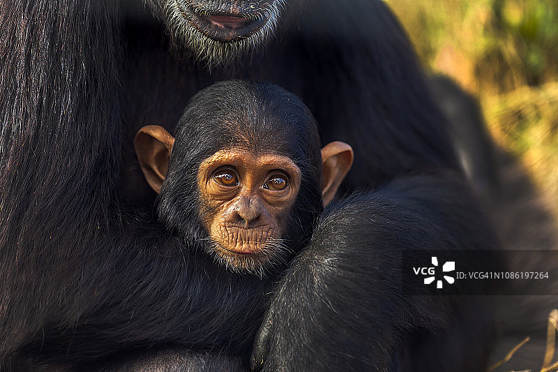 黑猩猩宝宝坐在妈妈的腿上图片素材