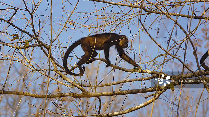 一只吼猴在树枝上走着图片素材