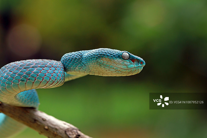 蓝毒蛇，印尼蛇图片素材