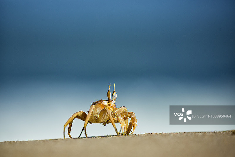 纳米比亚骷髅海岸国家公园海滩上的幽灵蟹的特写镜头图片素材