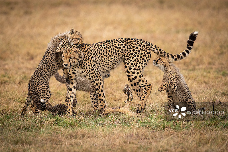 两只小猎豹在和妈妈玩耍图片素材