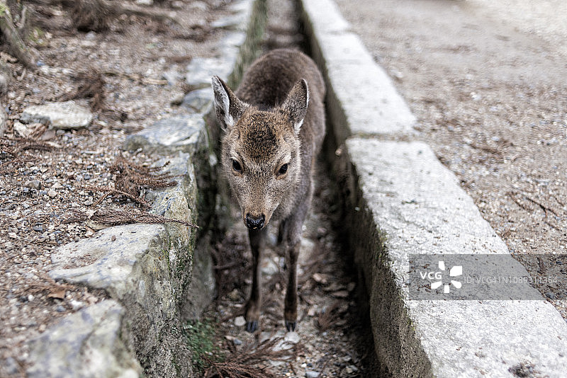 鹿在奈良图片素材