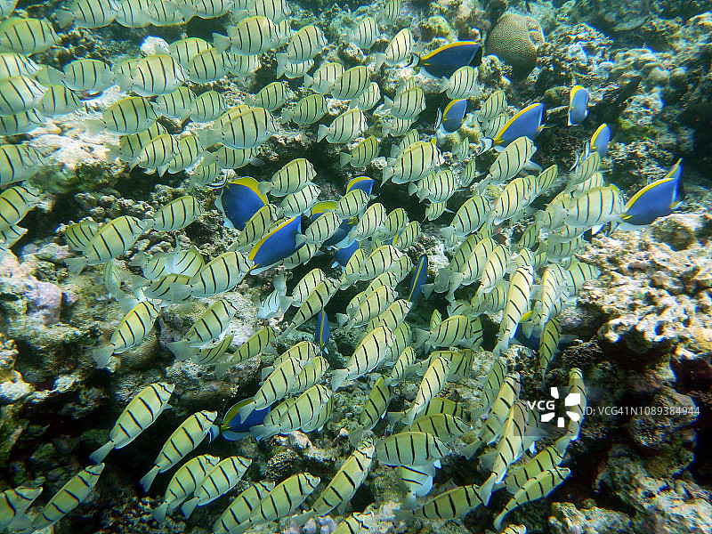 三骨棘鱼群中的几条蓝塘鱼图片素材