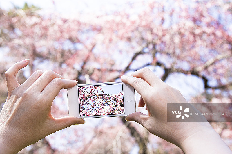 用手机拍樱花的女人图片素材