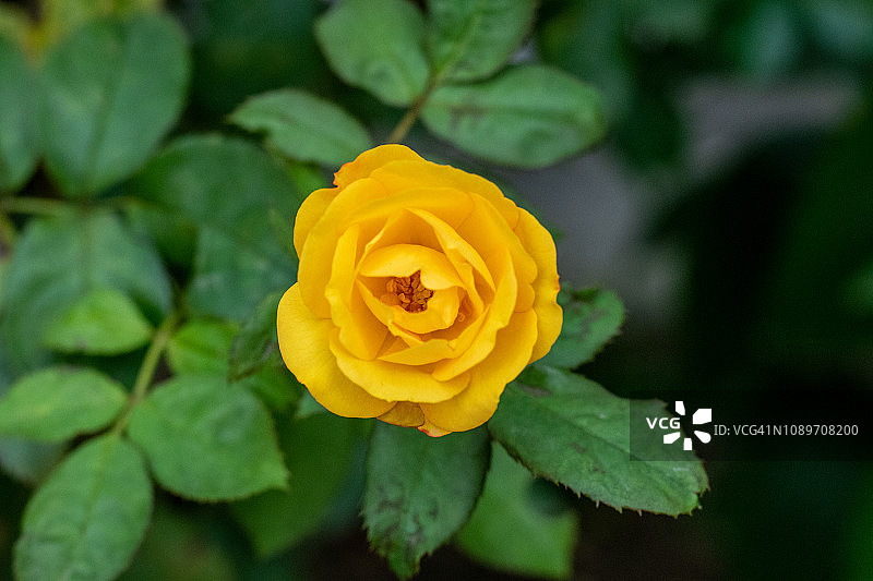 黄色的粉红玫瑰在玫瑰丛中盛开图片素材