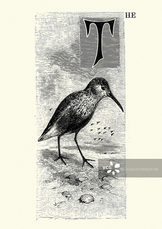 自然历史，鸟类，dunlin (Calidris alpina)图片素材