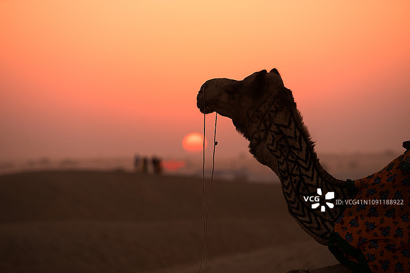 2018年12月31日，印度贾伊萨默尔沙漠附近的骆驼和游客剪影图片素材