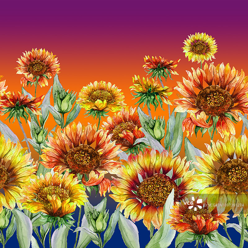 美丽的橙色和黄色的金菊花与叶子。无缝的植物图案。水彩画。图片素材