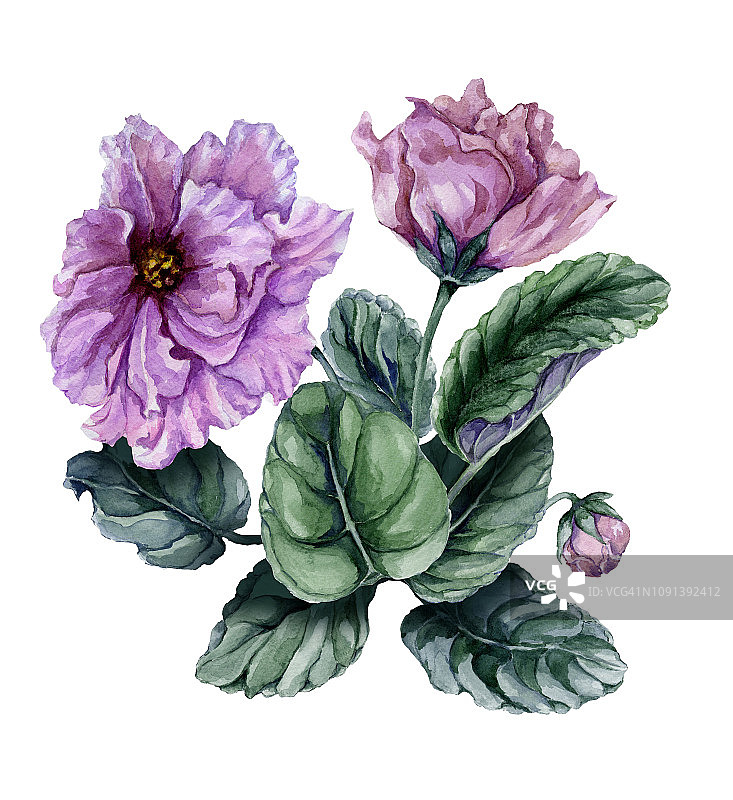 美丽的粉红色和紫色的非洲紫罗兰花(Saintpaulia)，有绿色的叶子和封闭的芽孤立在白色的背景。图片素材