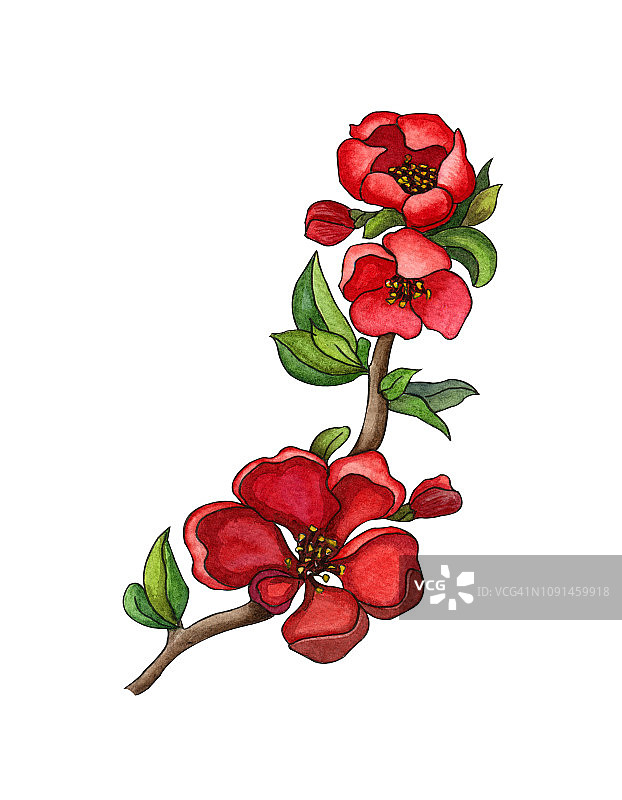 水彩插图红色日本木瓜(木瓜)盛开，手绘花卉插图图片素材