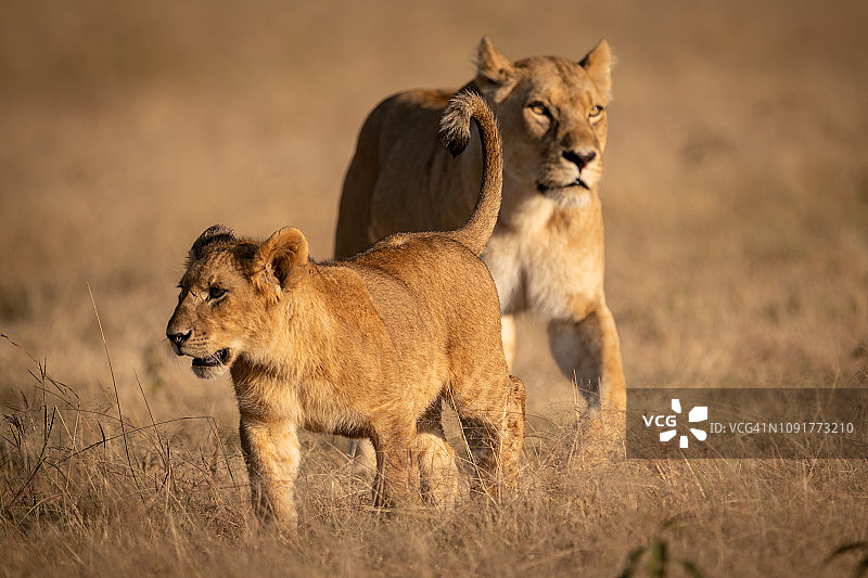 年轻的雄狮和母狮在草地上交配图片素材