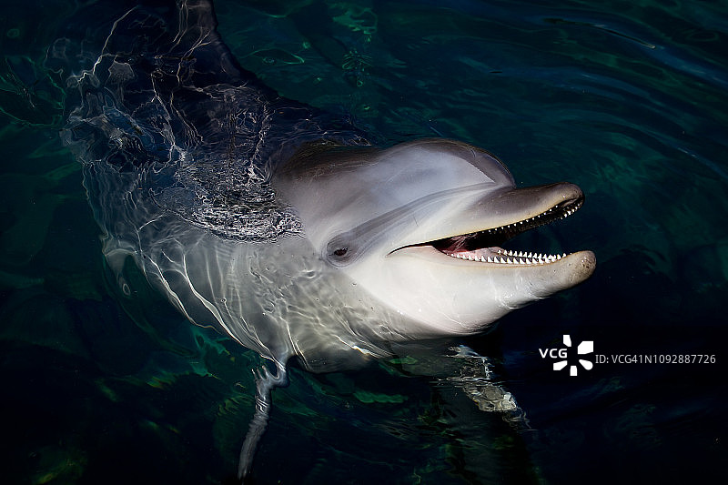 海豚图片素材