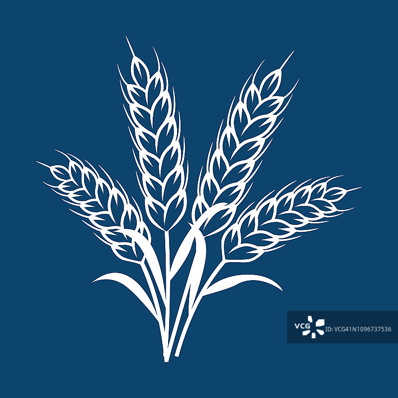 小麦植物穗-载体图片素材