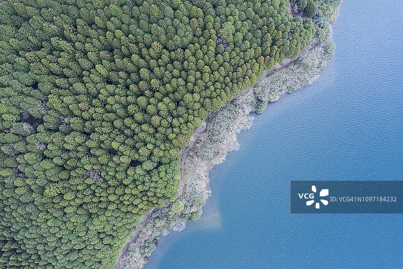 广阔的森林和湖泊，树木茂盛图片素材