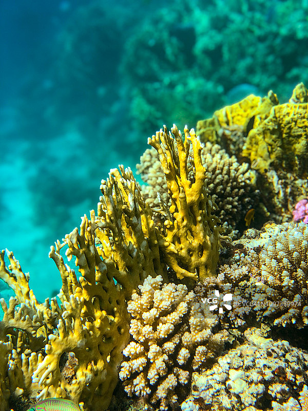 水下珊瑚礁和海洋生物，马萨阿拉姆，红海，埃及图片素材