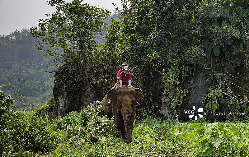 泰国，清迈省，冉塘大象保护区，大象徒步旅行图片素材