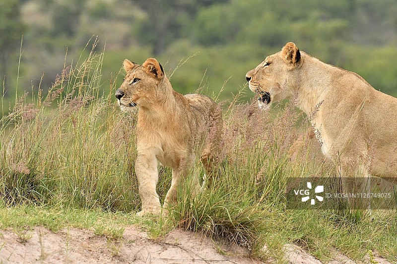 非洲的两头野生狮子图片素材
