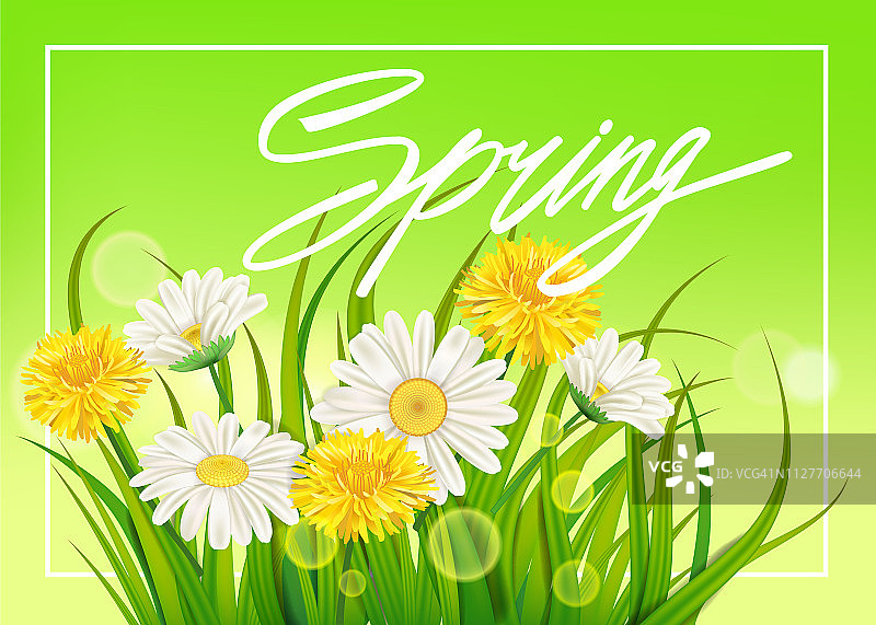 春天的雏菊和蒲公英背景新鲜的绿草，愉快多汁的春天的颜色。春天的手写字体。矢量，模板，插图，孤立图片素材