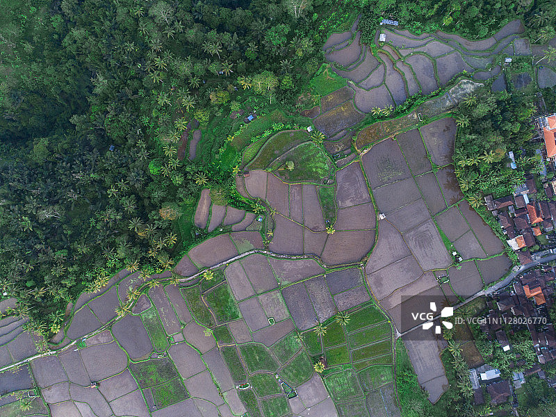 巴厘岛梯田鸟瞰图。乌布地区美丽而富有戏剧性的稻田图片素材