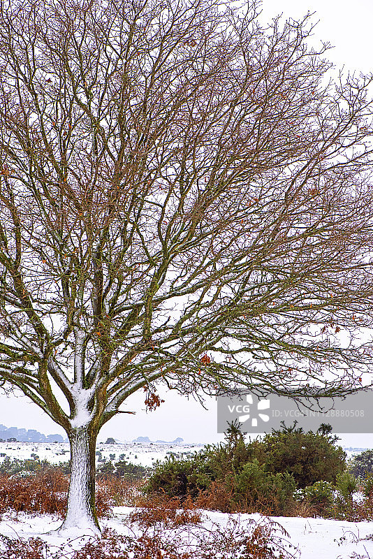 栎属植物，俗称普通橡树，有花序梗的橡树，欧洲橡树或英国橡树，在冬天的雪中裸露的树枝的特写图像图片素材