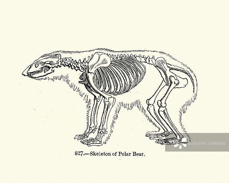 大自然，熊，北极熊的骨架图片素材