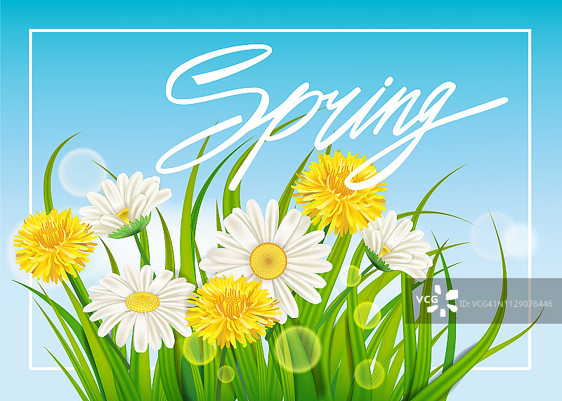 春天的雏菊和蒲公英背景新鲜的绿草，愉快多汁的春天的颜色。春天的手写字体。矢量，模板，插图，孤立图片素材