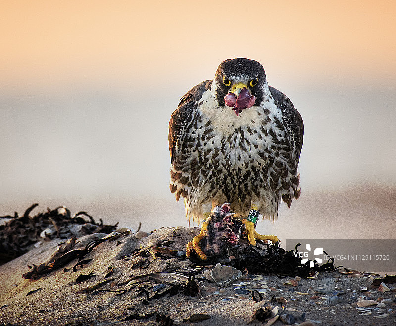 长岛琼斯海滩(Jones Beach)的鹰隼餐厅(Peregrine Falcon)图片素材