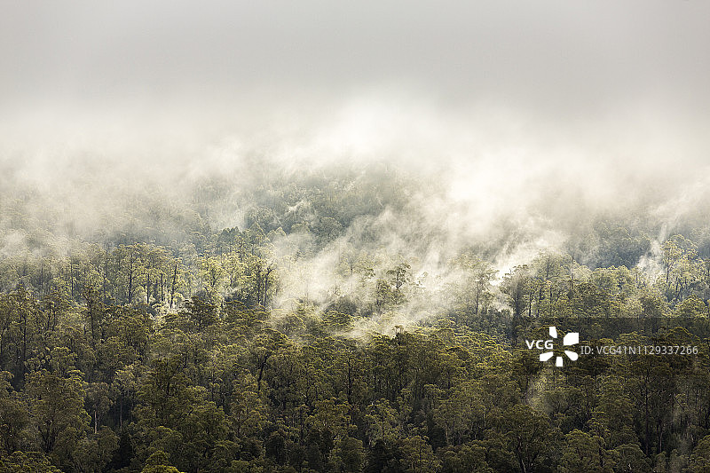 在塔斯马尼亚，低低的云层穿过树林图片素材