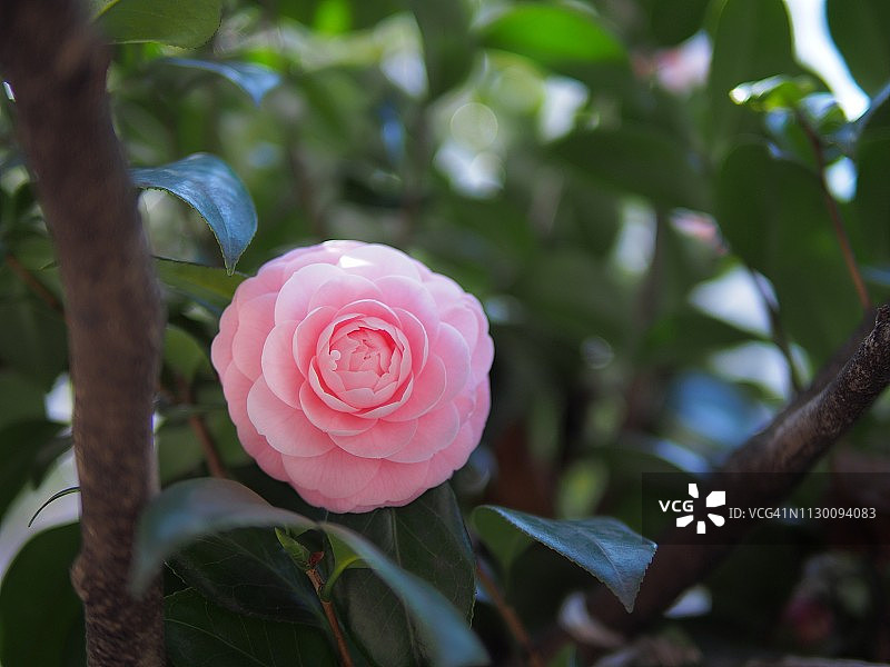 ’Otome’camellia图片素材