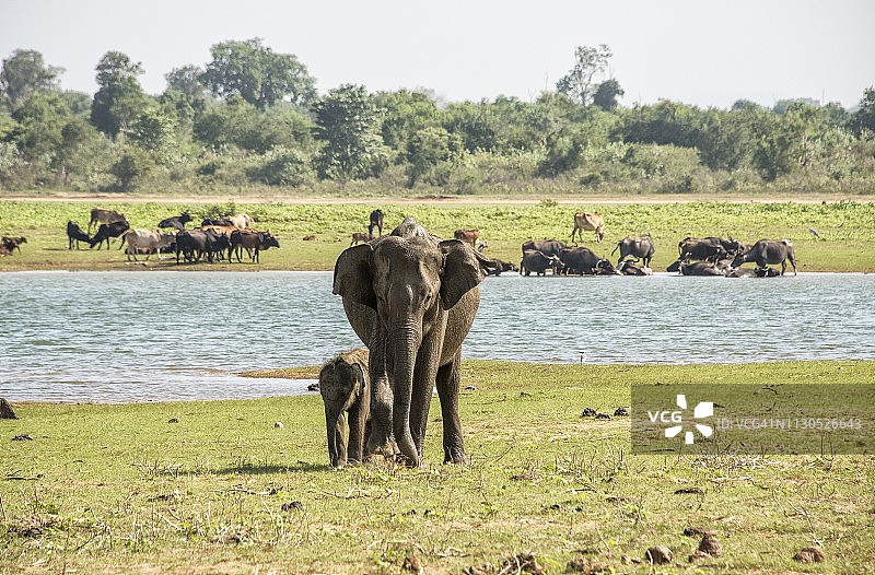 亚洲象(大象)，游猎时间，斯里兰卡野生动物图片素材